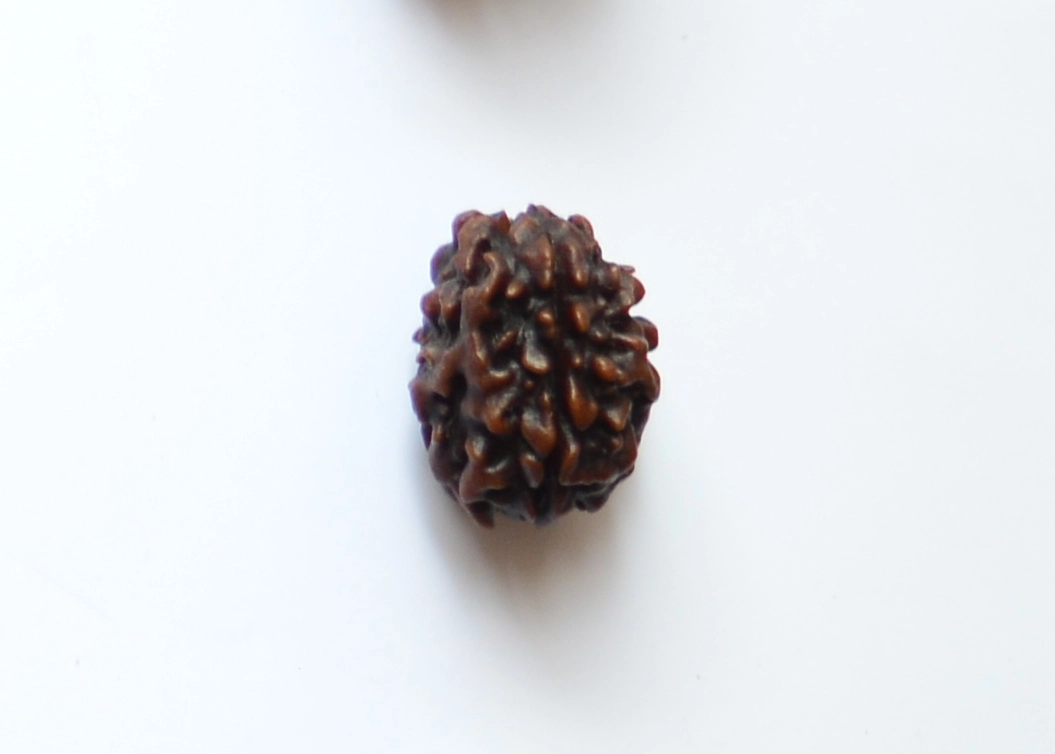 2 Mukhi Rudraksha