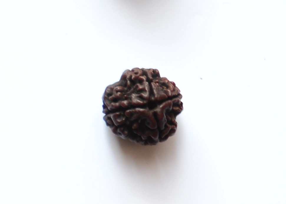4 Mukhi Rudraksha