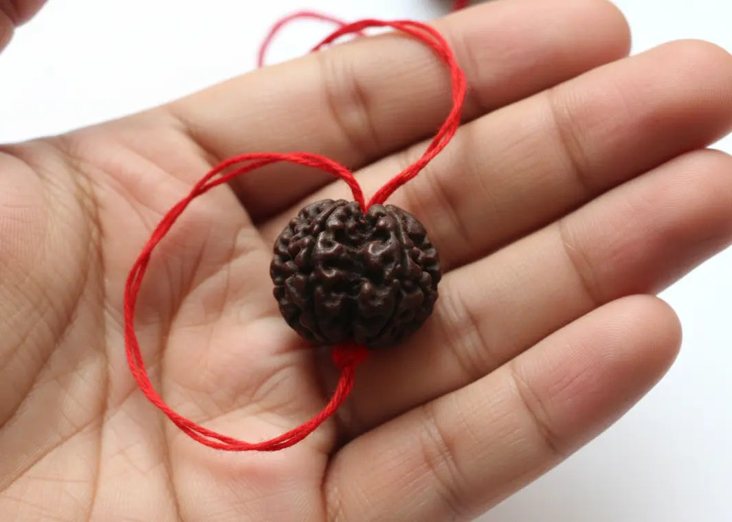 4 Mukhi Rudraksha