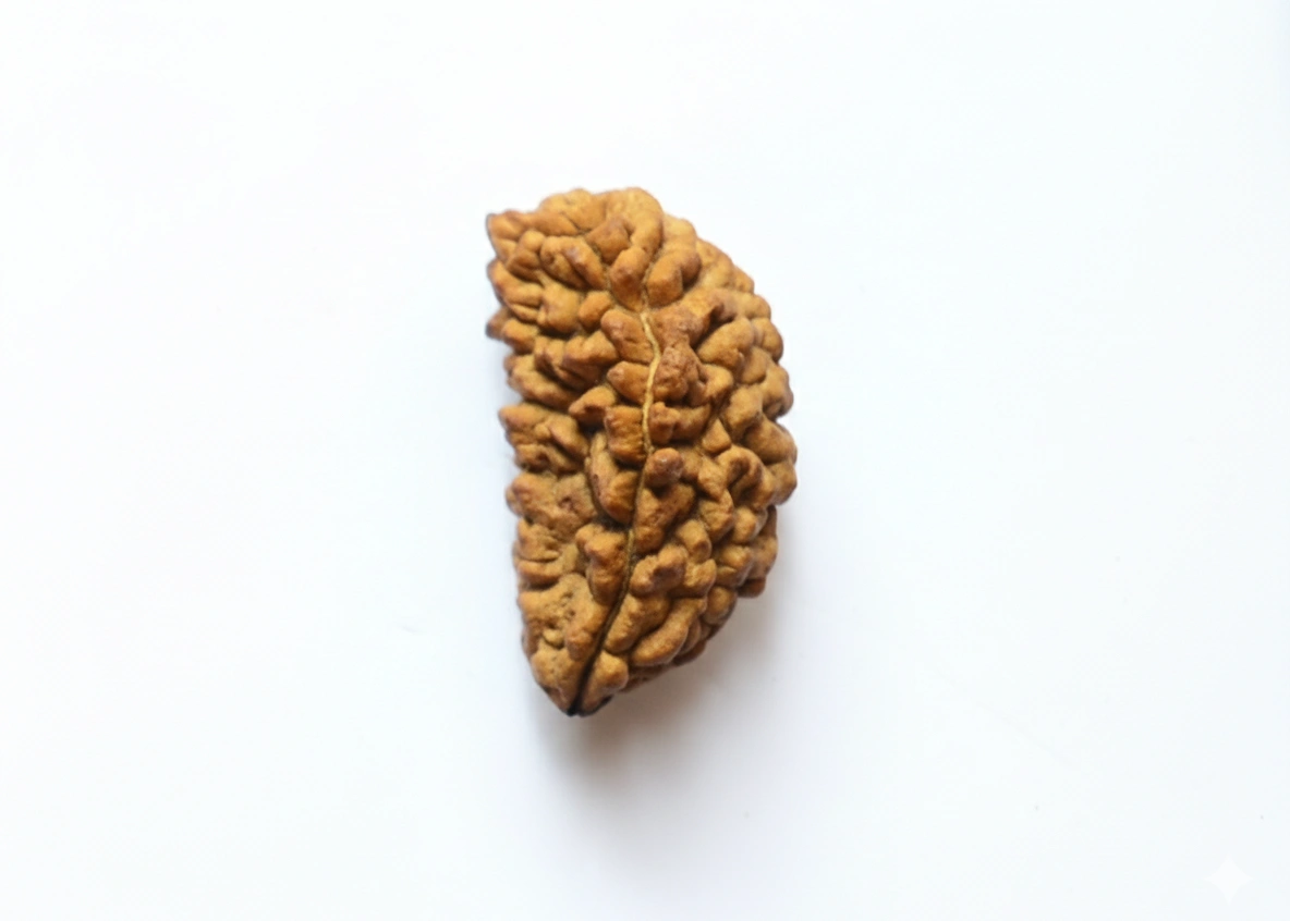 Ek Mukhi Rudraksha